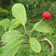 [photo of Swamp Holly]