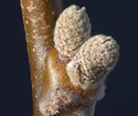 [photo of twig and buds]