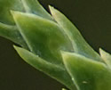 [photo of leaves on mature growth]