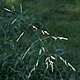 [photo of Rice Cutgrass]