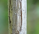 [photo of branch bark]