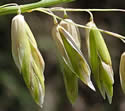 [close-up of panicle branch]