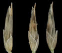[photo of mature spikelets]