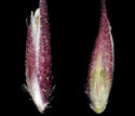 [photo of maturing spikelets]
