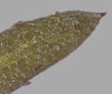 [close-up of leaf tip and teeth]