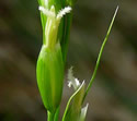 [photo of flowering spikelets]