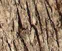 [photo of mature trunk]