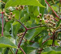 [photo of flower cluster with forked branches]