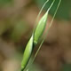 [photo of Black-fruited Rice Grass]