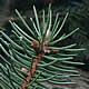 [photo of Norway Spruce]
