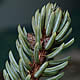 [photo of Black Spruce]