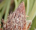 photo of branch bud and 1-year-old cone]