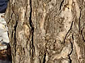 [photo of trunk]