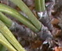 [photo of branchlet and needles]