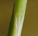 [photo of sheath, ligule (split down the middle) and node]