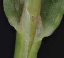 [photo of sheath, ligule, node and leaf tip]