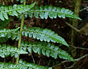[photo of fronds]