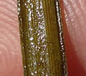 [photo of flat stem]