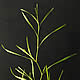 [photo of Flat-stem Pondweed]