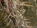 [photo of lower stem with prickles and spines]