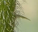 [close-up of sepals and flower stalk]