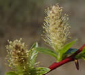 [photo of male catkins just past flowering]
