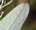 [photo of lower leaf surface]
