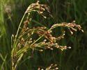 [photo of spikelet cluster]