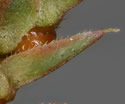 [photo of maturing sporophylls]