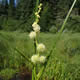 [photo of Unbranched Bur-reed]