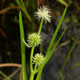 [photo of Small Bur-reed]