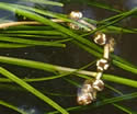 [photo of flower cluster]