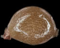 [photo of achene]