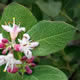 [photo of Wolfberry]