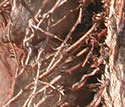 [photo of trunk with aerial roots]