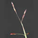 [photo of Purple Sandgrass]