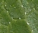 [photo of gland-dotted leaf underside]