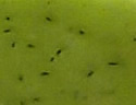 [photo of black glands on leaf underside]