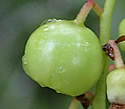 [photo of developing fruit]