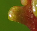 [photo of glands on leaf stalk]
