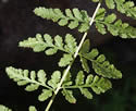 [photo of frond]