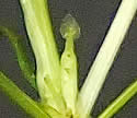 [photo of flower]