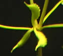 [photo of developing fruit]