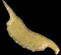 [photo of mature fruit]