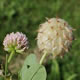[photo of Strawberry Clover]
