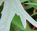 [photo of leaf underside]