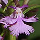 [photo of Purple Fringed Orchid]