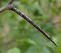 [photo of thorns]