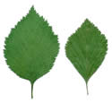 [leaf scan]