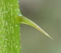 [photo of stem prickles]